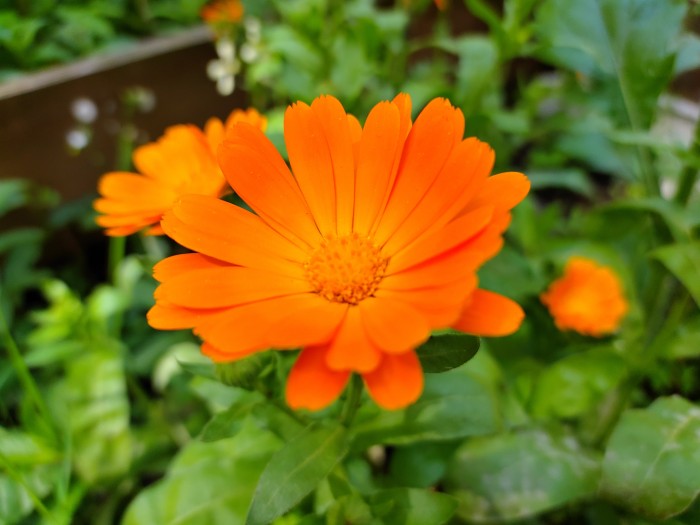 Bei Motiven wie bunten Blumen zeigt sich, dass die Sättigung des Axon 10 Pro sehr stark ist. (Bild: Tobias Költzsch/Golem.de)